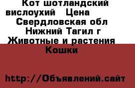 Кот шотландский вислоухий › Цена ­ 3 000 - Свердловская обл., Нижний Тагил г. Животные и растения » Кошки   